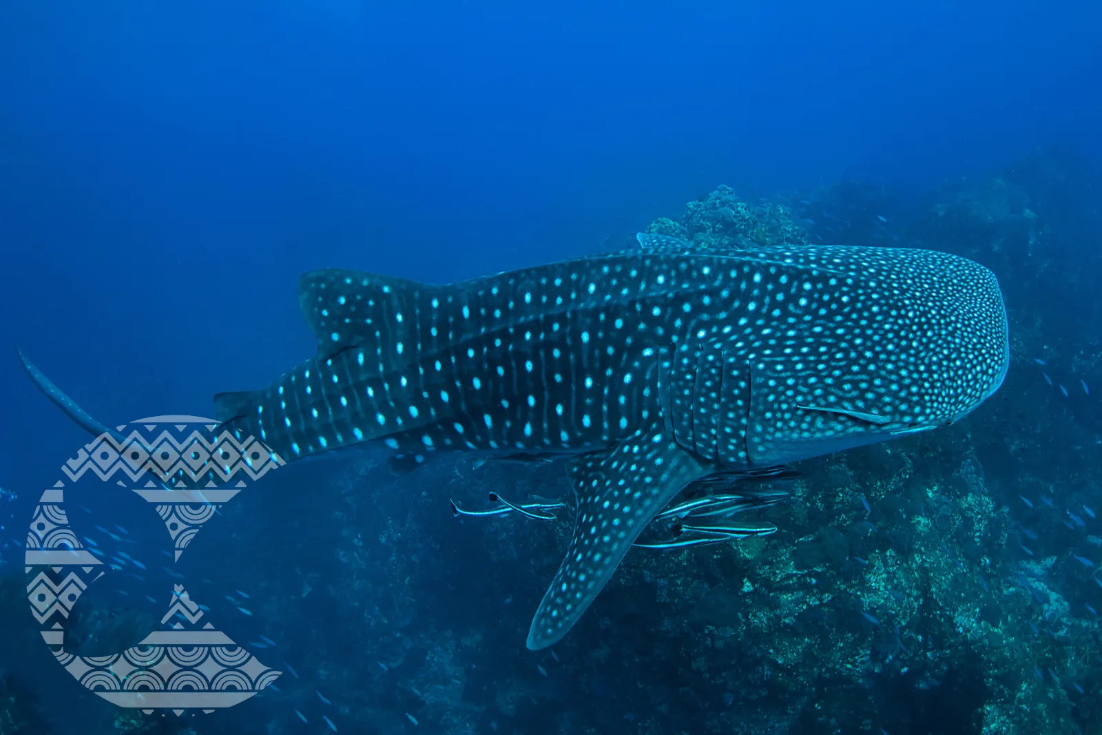 リチェリューロック（スリン諸島）で出会ったジンベエザメの水中写真